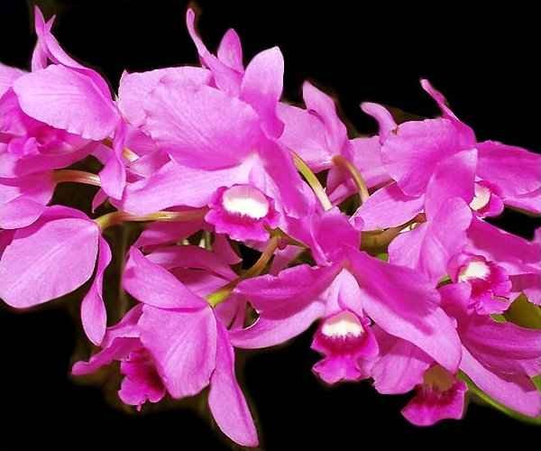 Cattleya bowringiana
