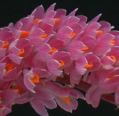 Dendrobium secundum