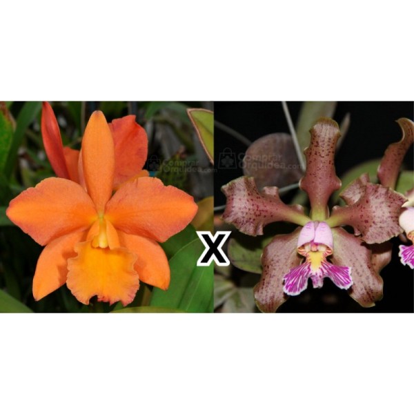 Potinara Afternoon Delight "Radiant" x Cattleya schilleriana