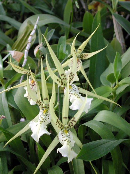 Brassia verrucosa