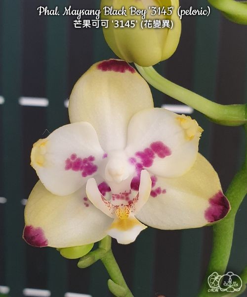 Phalaenopsis Maysang Black Boy (Pelorisch)