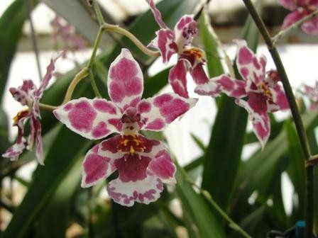 Wilsonara Kolibri