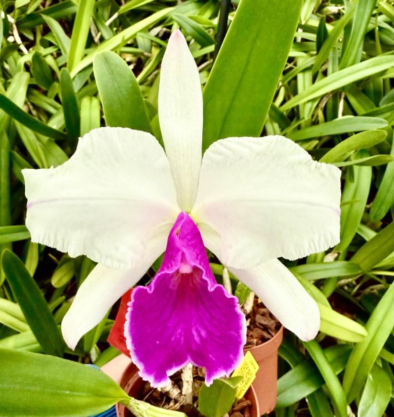 Lc. Nobile´s Ovation "Hilda" x (Ruth Gee x Turandot) "Pink Panther"