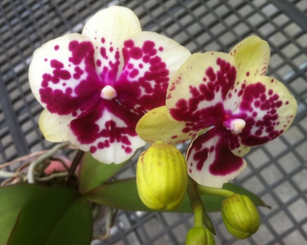 Phalaenopsis Allura "Exotic Dancer"