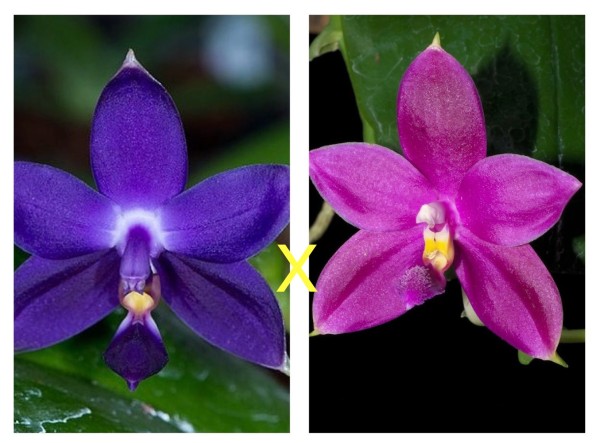 Phalaenopsis Jennifer Palermo x violacea "Norton"