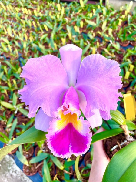 Cattleya Nobile´s Coronation x Lake Casitas