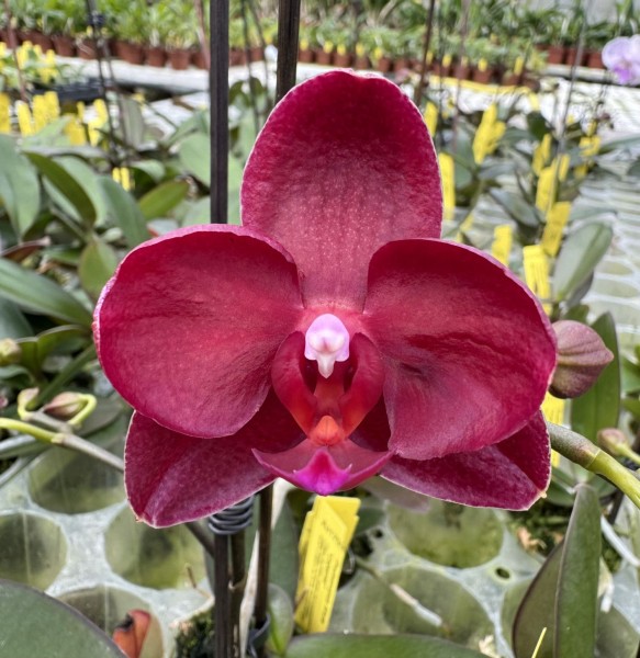 Phalaenopsis Allura "Cabernet"