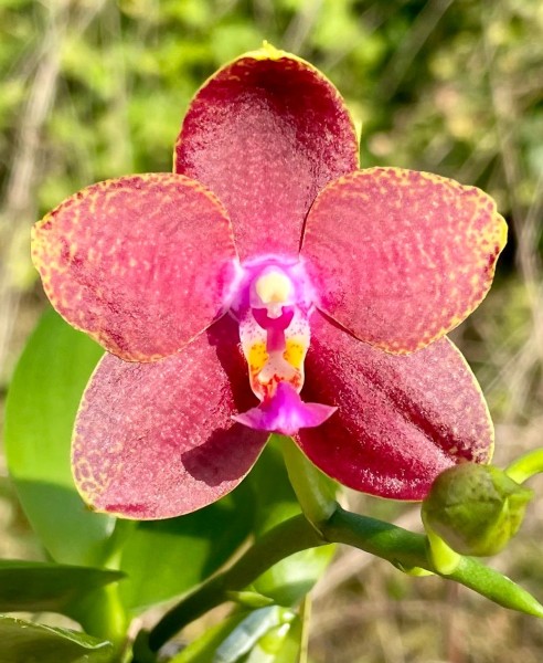 Phalaenopsis Pingtung Bronze Age x (Miki Fly Eagle Empire "Pure Red" x Ld ´s Bear King "RK3")