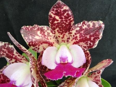 Cattleya Green Emerald "Orchid Queen"