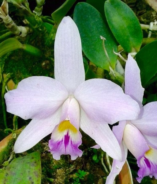 Laelia sincorana x alaorii