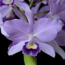 Cattleya Portia "Coerulea"
