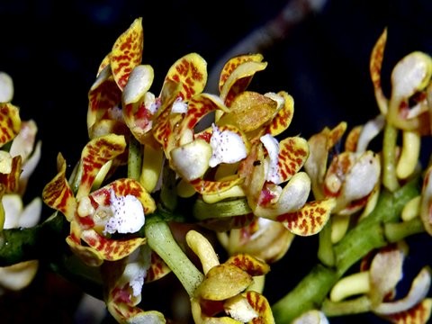 Acampe ochracea