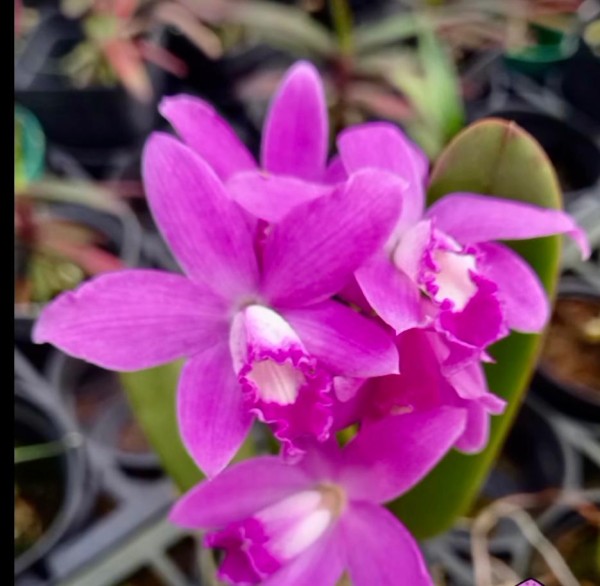 Laelia rupestris x Sl. Orpettii