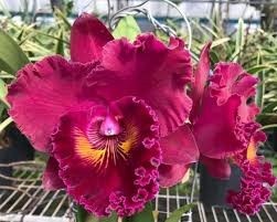 Blc. (Rlc.) Shang Ding " Red Dragon"