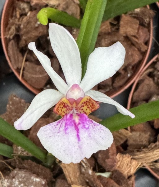 Holcoglossum wangii x amesianum