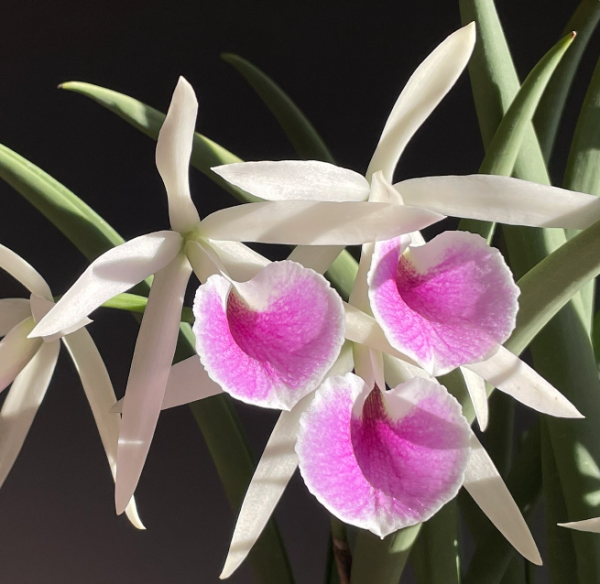 Bc. Katherine H. Chatham "Suckers"
