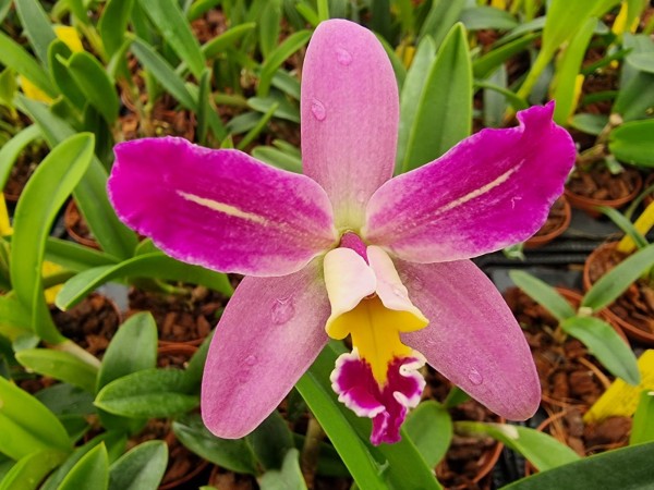 Cattleya Penny Kuroda "Spots" x Laelia lucasiana