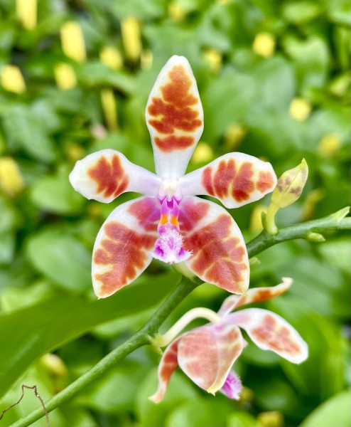 Phalaenopsis speciosa x Little Fox (javanica x mariae)