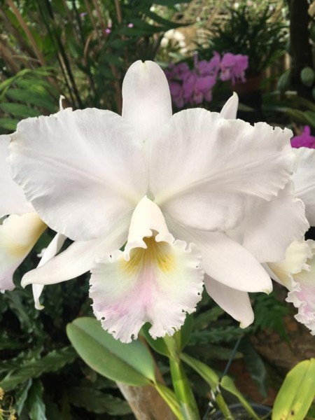 Cattleya labiata "Rosada" x "Amesiana"