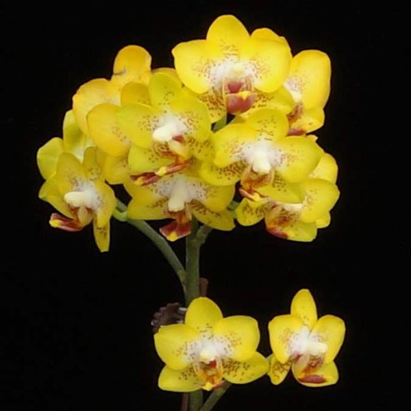 Phalaenopsis Meidarland "Golden Pumpkin"