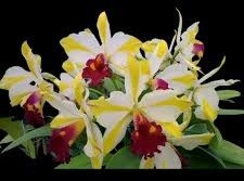 Blc. (Rlc.) Fu Shu Glory "Happy Holiday"
