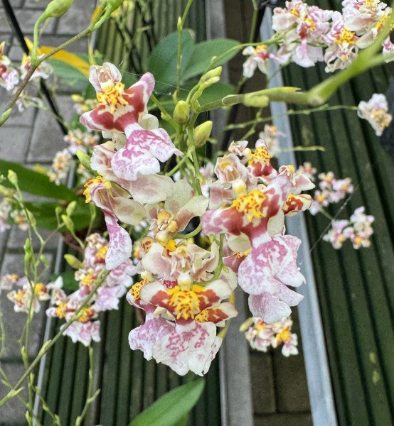 Oncidium Twinkle