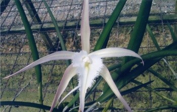 Brassavola (Rhynchovola) David Sander