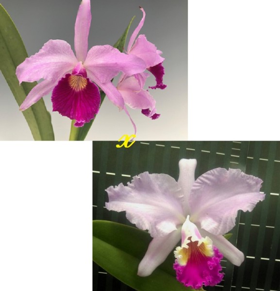 Lc. San Juan Lacroze