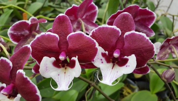 Phalaenopsis Allura "Santa Claus"