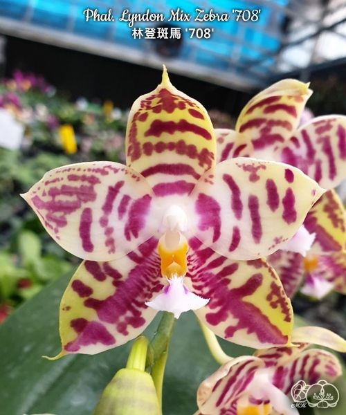 Phalaenopsis Lyndon Mix Zebra "708"