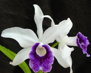 Laelia purpurata var. roxo violetta