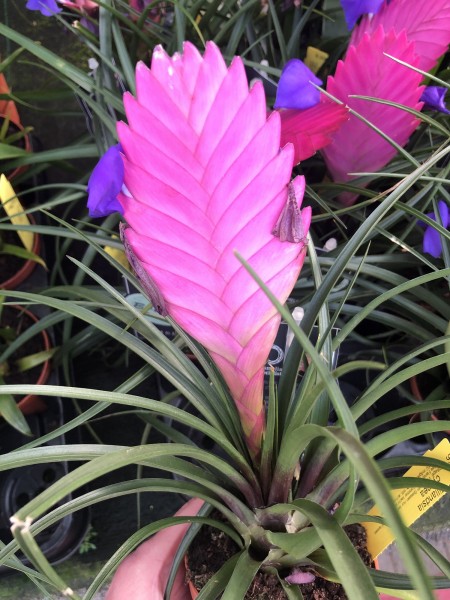 Tillandsia cyanea
