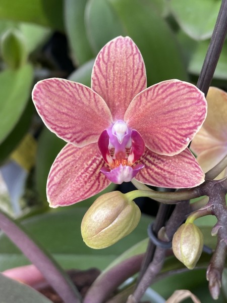 Phalaenopsis (Sogo Yenlin x Sunrise Red Peoker) "#1"