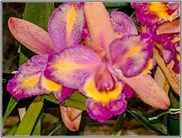 Blc. Shiniti Ishikawa "Alegro"