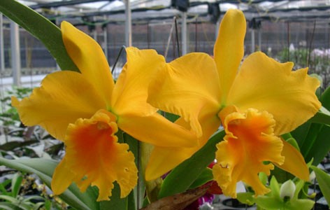 Potinara Hwa Yuan Gold