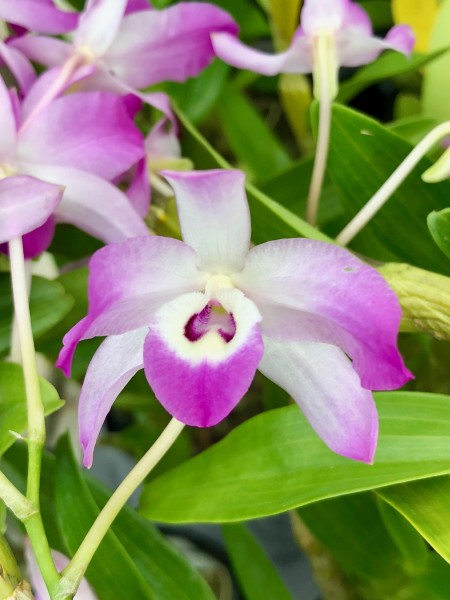Dendrobium linawianum x self