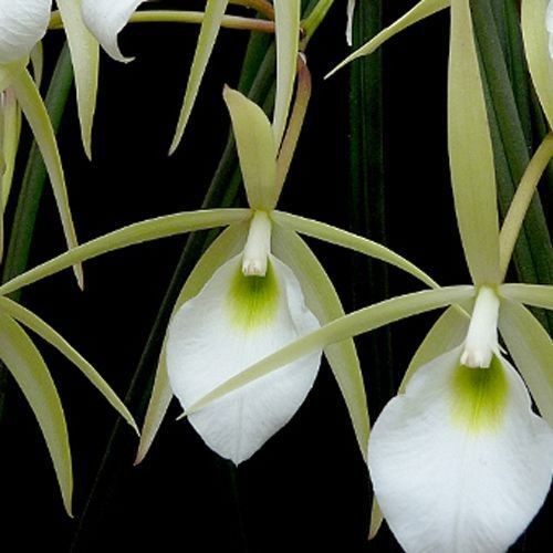 Brassavola tuberculata