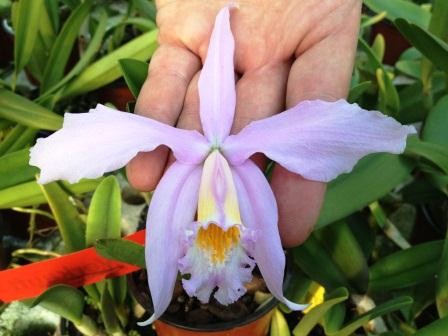 Laelia jongheana ("Tipo" x "Alba")