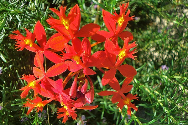 Epidendrum radicans