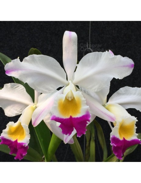 Cattleya eldorado var. Semi Alba "Fantasia"