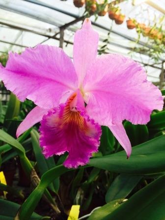 Cattleya labiata