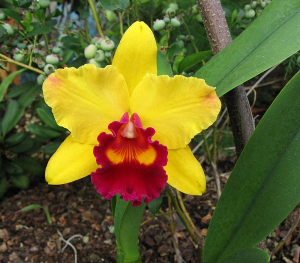 Blc. (Rlc.) Toshie´s Magic "Hsinying"