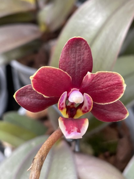 Phalaenopsis (Pinlong Cheris x Sunrise Red Peoker) "Chocotoff"