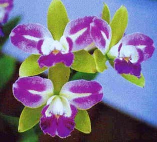 Blc. Yen Corona "Green Genius"