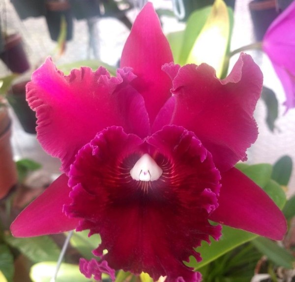 Blc. (Rlc.) Chief Black Diamond