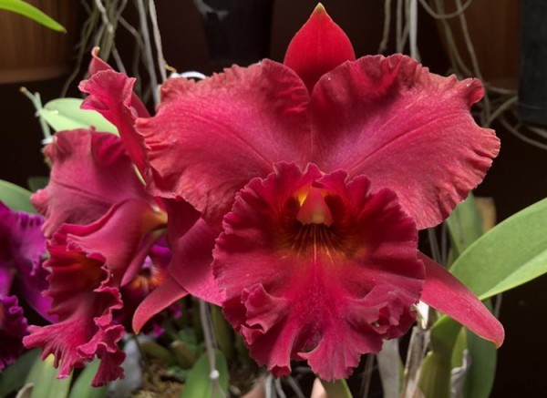 Rlc. Krull´s Carolina Passion "OQF"