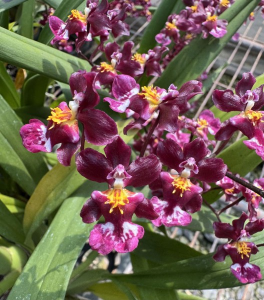 Oncidium Tariflor Lady "Pretty Girl"