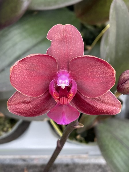 Phalaenopsis Tying Shin Golden Queen
