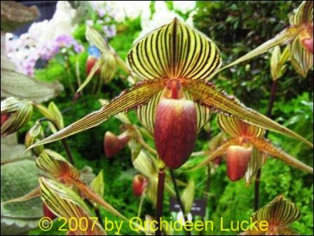 Paphiopedilum rothschildianum