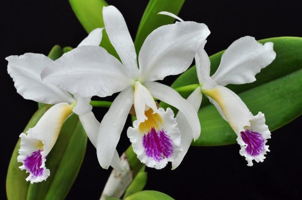 Cattleya jenmanii var. Semi Alba